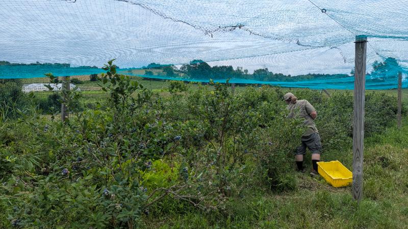  Blueberry Picking July 17