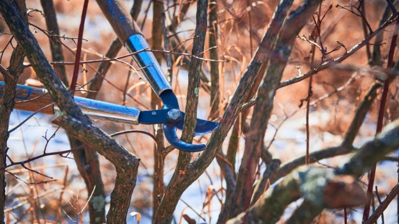 Blueberry Pruning Workshop at Hay Berry Farm 