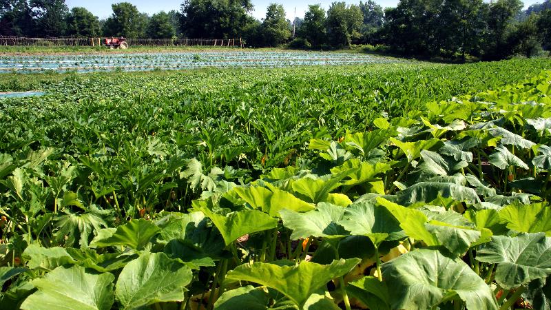 Upper Hudson Farm Tour