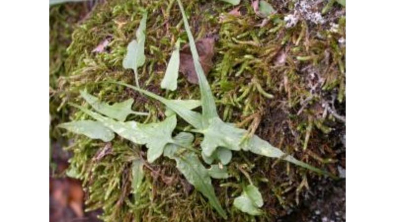 Exploring Special Places and Rare Plants on a Working Farm