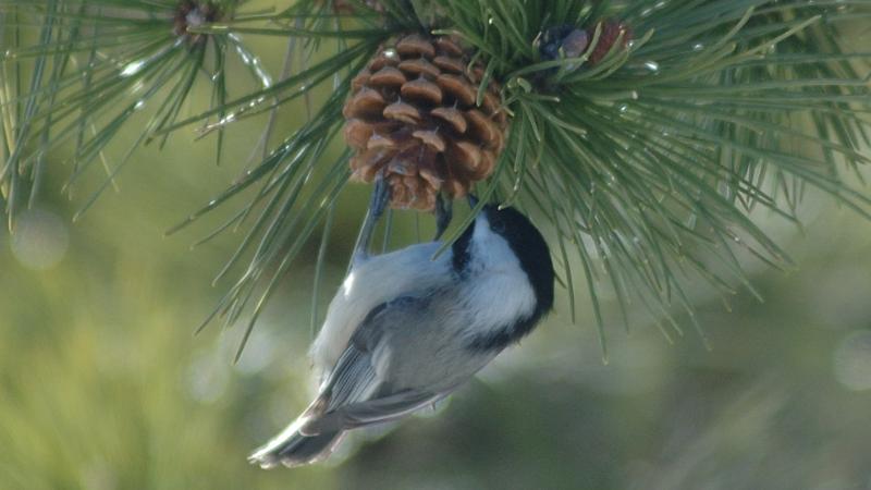 Winter Birding with Sue Van Hook