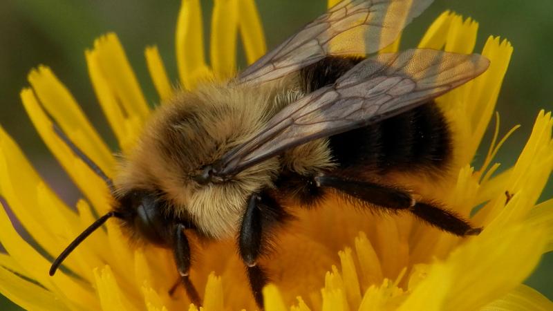 SOLD OUT  Identifying Bumble bees and other pollinators on Hay Berry Farm