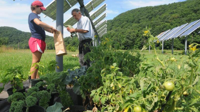 Agrivoltaics - Could Solar Panels on Farms Be a Win-Win?