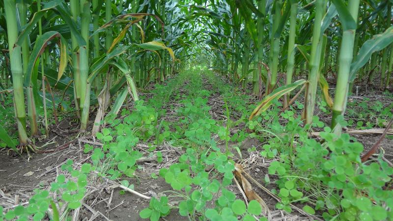 Interseeded Cover Crop and Soil Health Field Talk