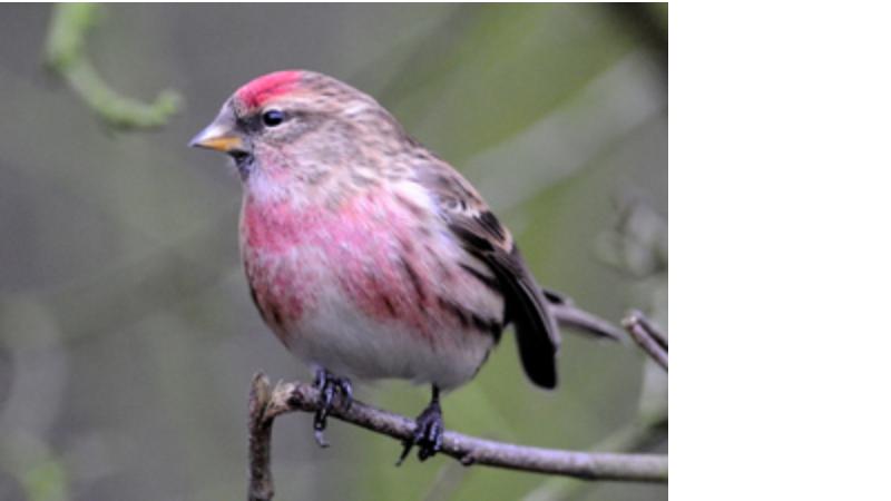 Winter Birding with Sue Van Hook