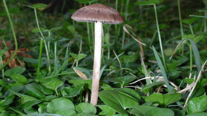 Fungi in Your Garden