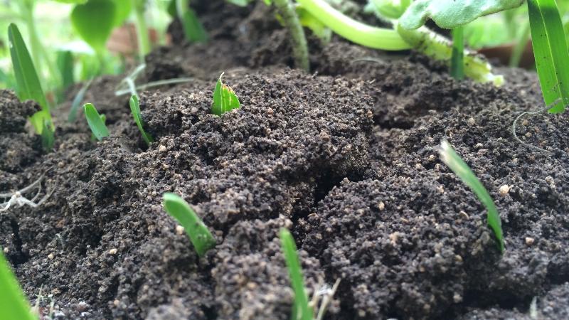 Soil Health in the Garden