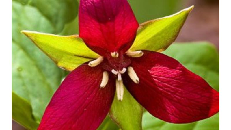 Tree ID & Spring Wildflower Walk