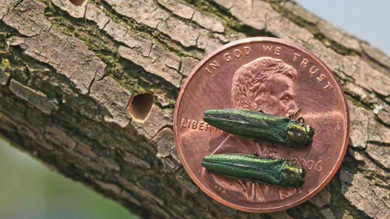 Unwelcome Guests: Invasive Forest Pests Part 1: Webinar 