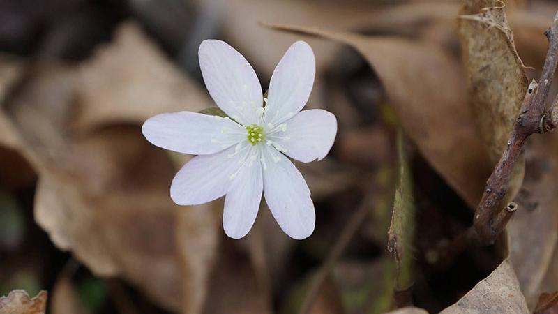 Spring Natural History and Botany Walk