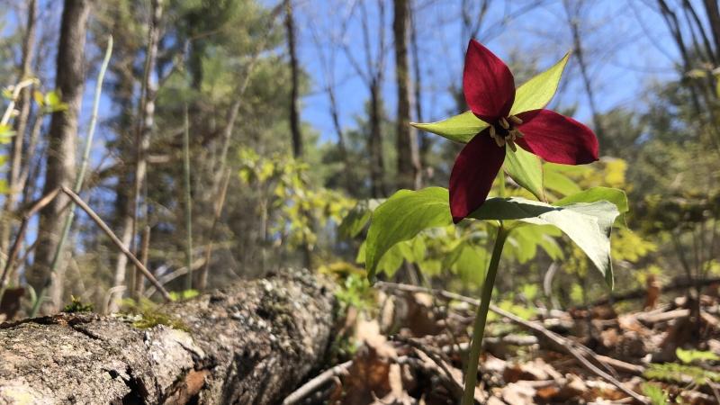 Early Spring Wildflower Walk w/ Professor Kerry Woods