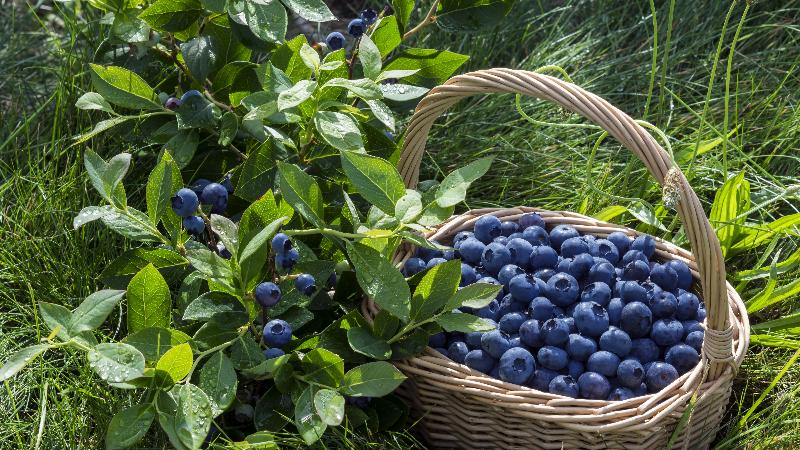 VOLUNTEER OPPORTUNITY - Blueberry Picking at Alleged Farm