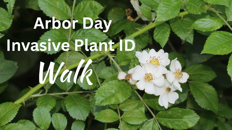 Arbor Day: Invasive Plant ID Walk