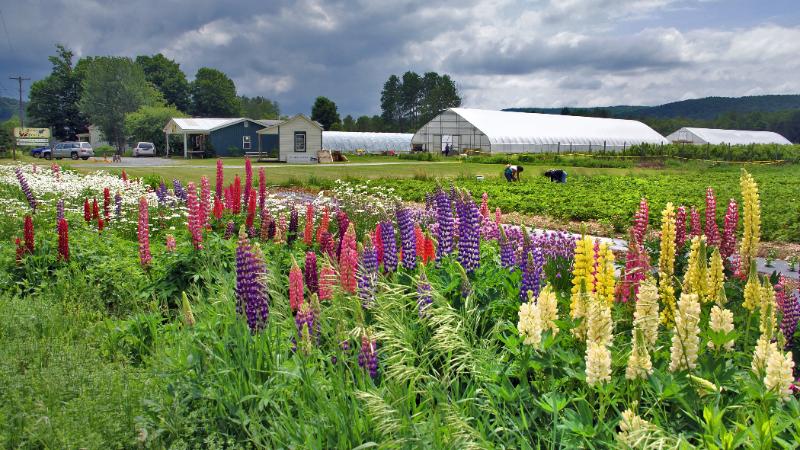 The Berry Patch: Farm Succession Opportunity Open House