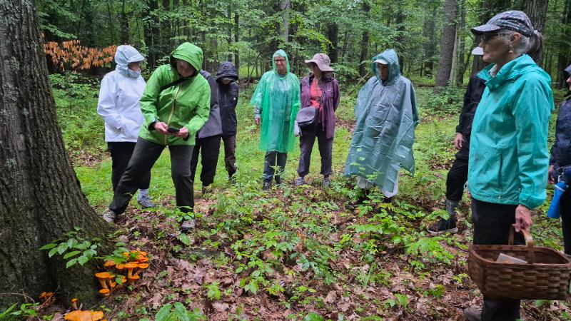 Foraging Walk at the Alleged Farm 