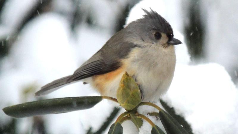 Winter Birding with Sue Van Hook