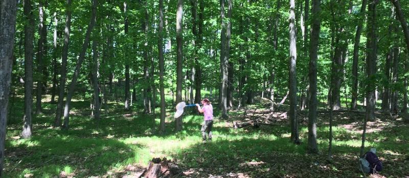 Native Pollinators on a Protected Farm