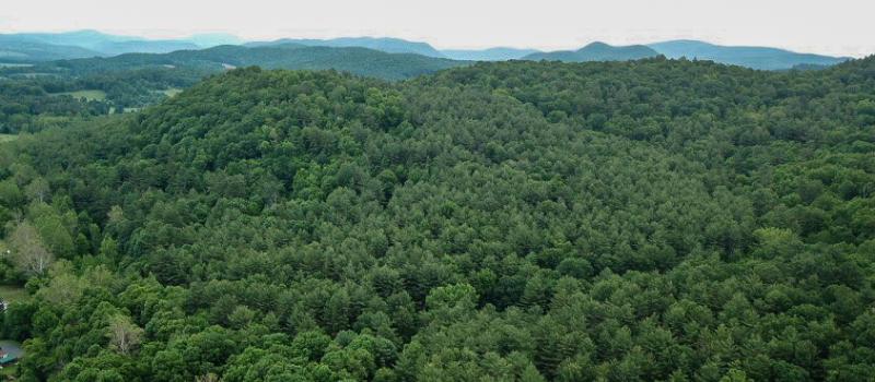 Volunteers Join Friends of the Cambridge Community Forest