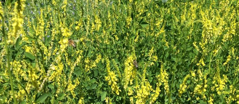 Cover crops benefit soil health on any scale