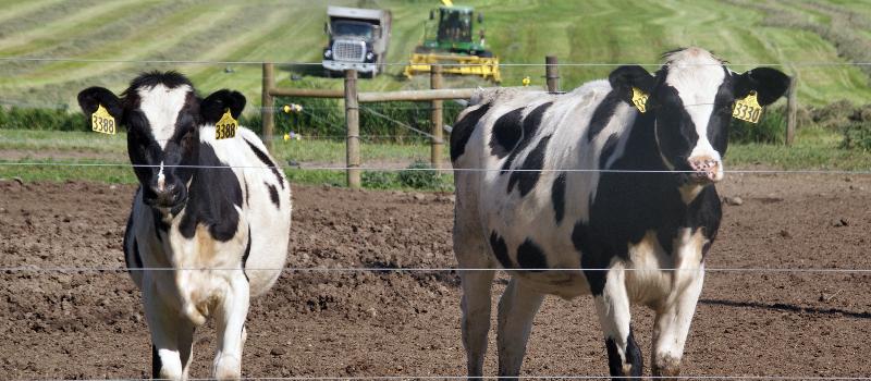 2 heifers at Tiashoke