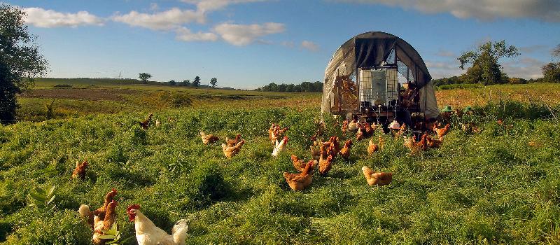 Chickens on pasture at Laughing Earth