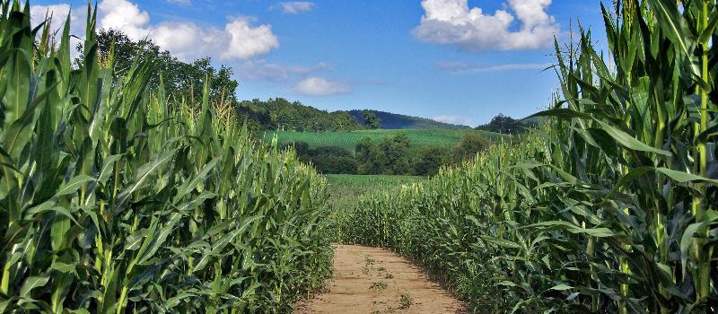 Corn road at Collins Farm