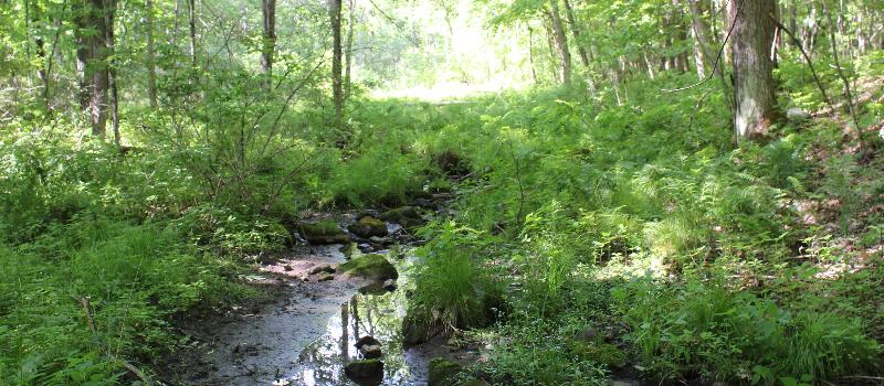 Exploring the forest and creek at Liddleholme Farm