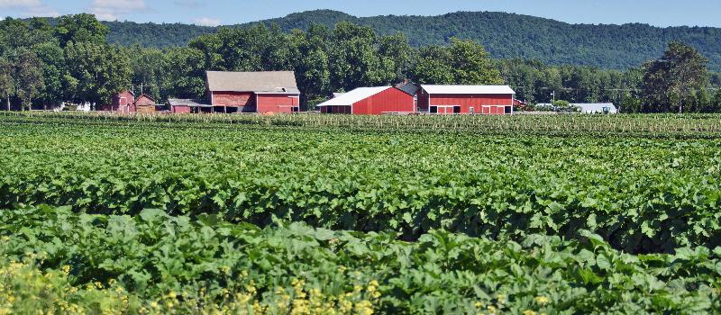 Hand Melon Farm