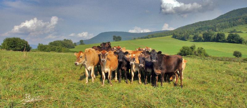 The herd at Breese Hollow Dairy