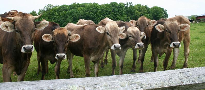 Thomas Organic Dairy