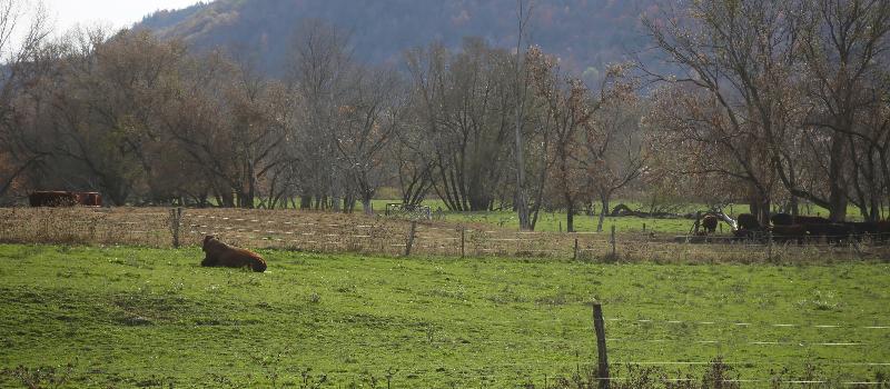 Tilldale Farm