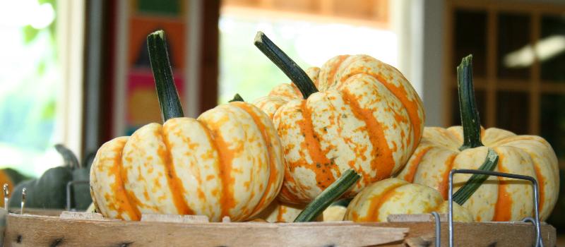 basket of pumpkins at the Berry Patch