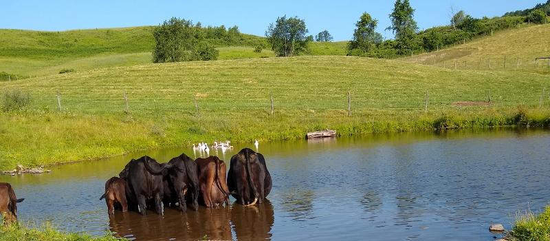 beef cows in pond, rolling hills in backdrop