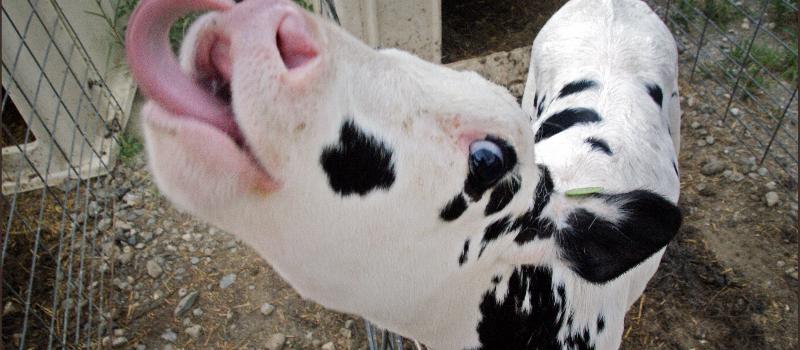 calf at Cannon Cattle Ranch