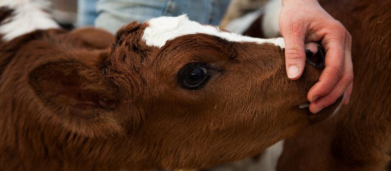 calf at Felder Farm