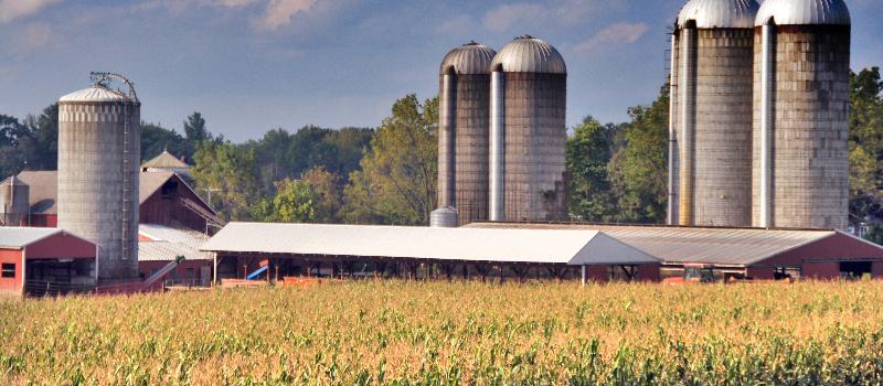 corn field at Stewart Farm