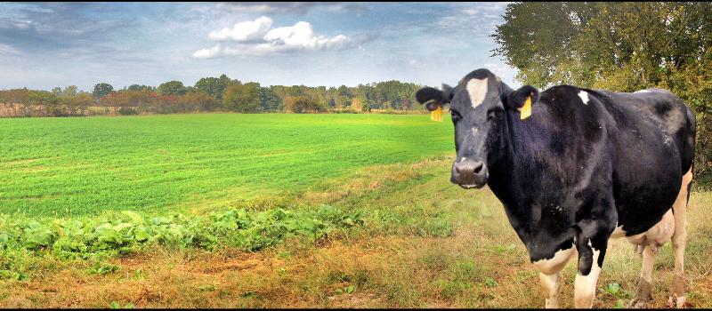 cow in the field at Stewart Farm