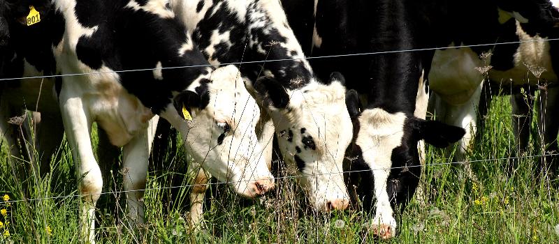 cows at Cannon Cattle Ranch