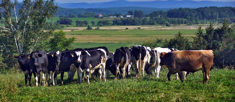 cows on pasture at Fulller Acres