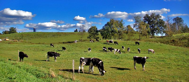 cows on pasture at Richview Farm