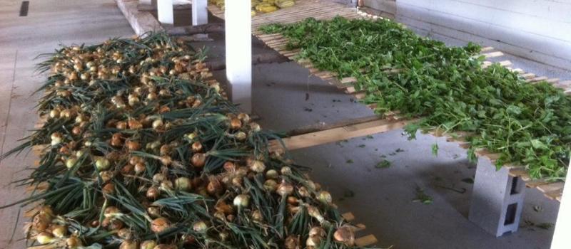 drying veggies at Scotch Hill Farm