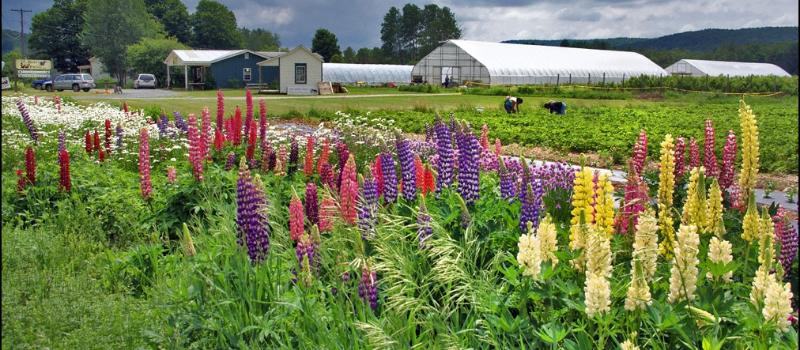 field of flowers at the Berry Patch