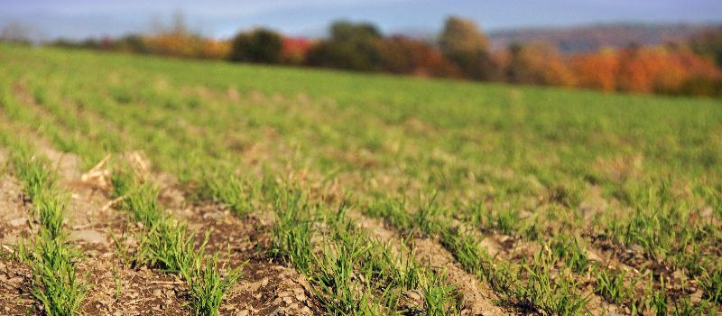 field rows at Ruth Hill Farm