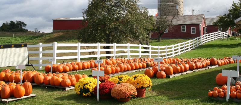 pumpkin stand at Tiashoke