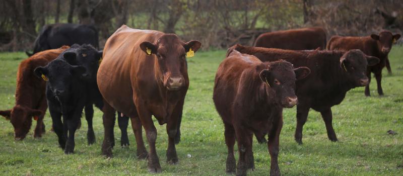the beef herd at Tilldale Farm