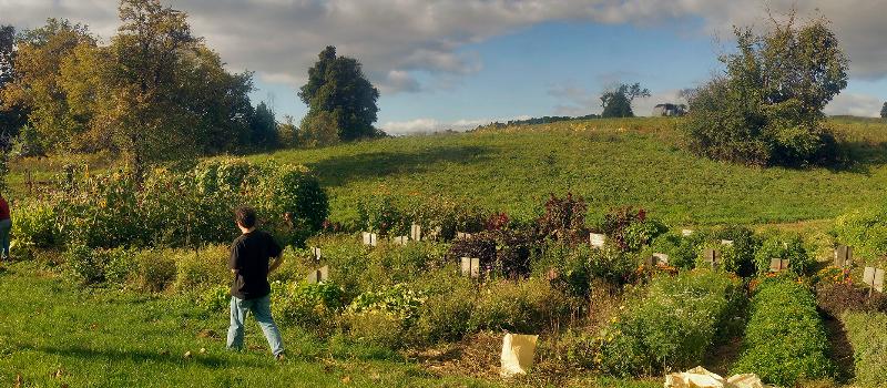 the picking garden at Laughing Earth