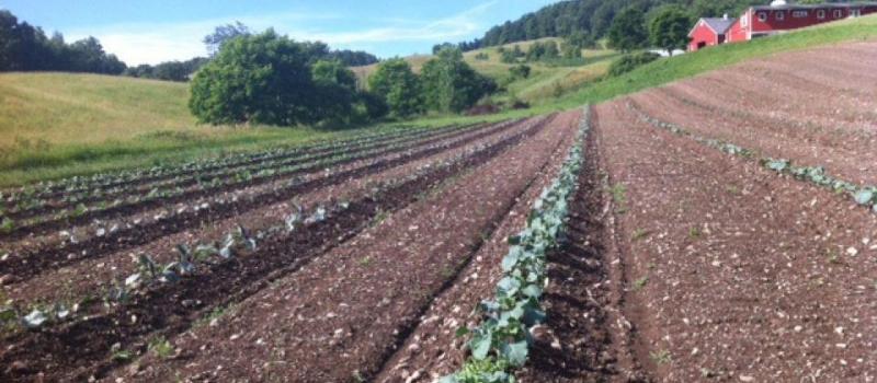 vegetable rows at Scotch Hill Farm